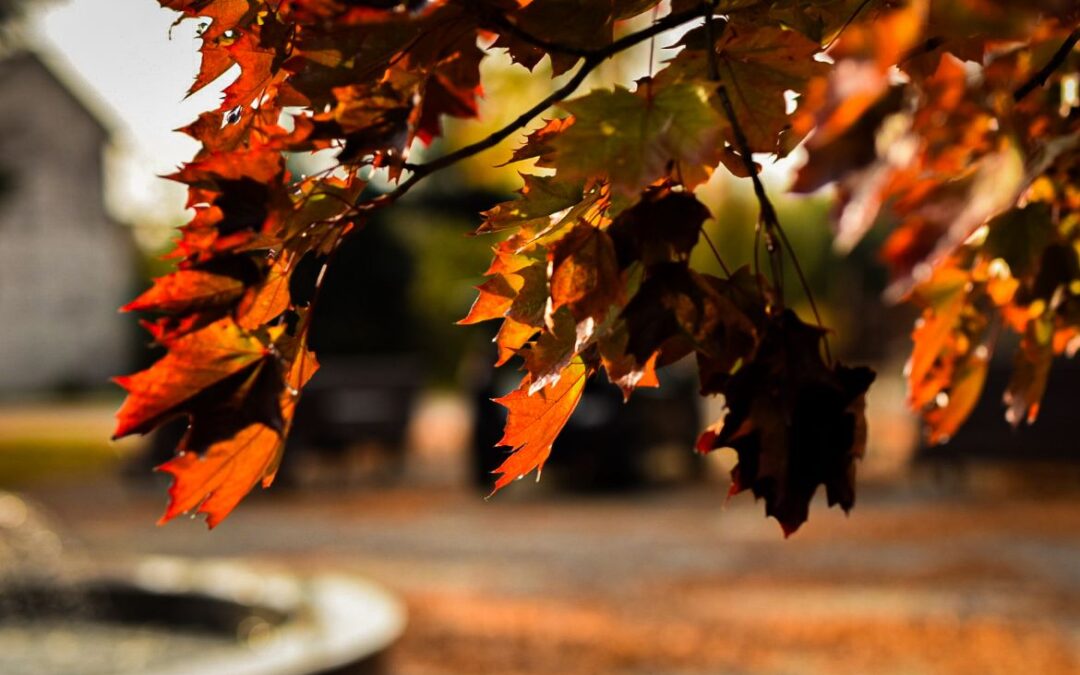 Jesień w obiektywie!