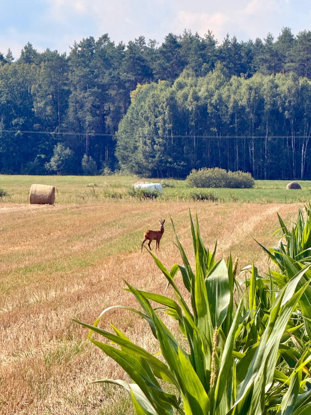 Lipiec i sierpień 2026